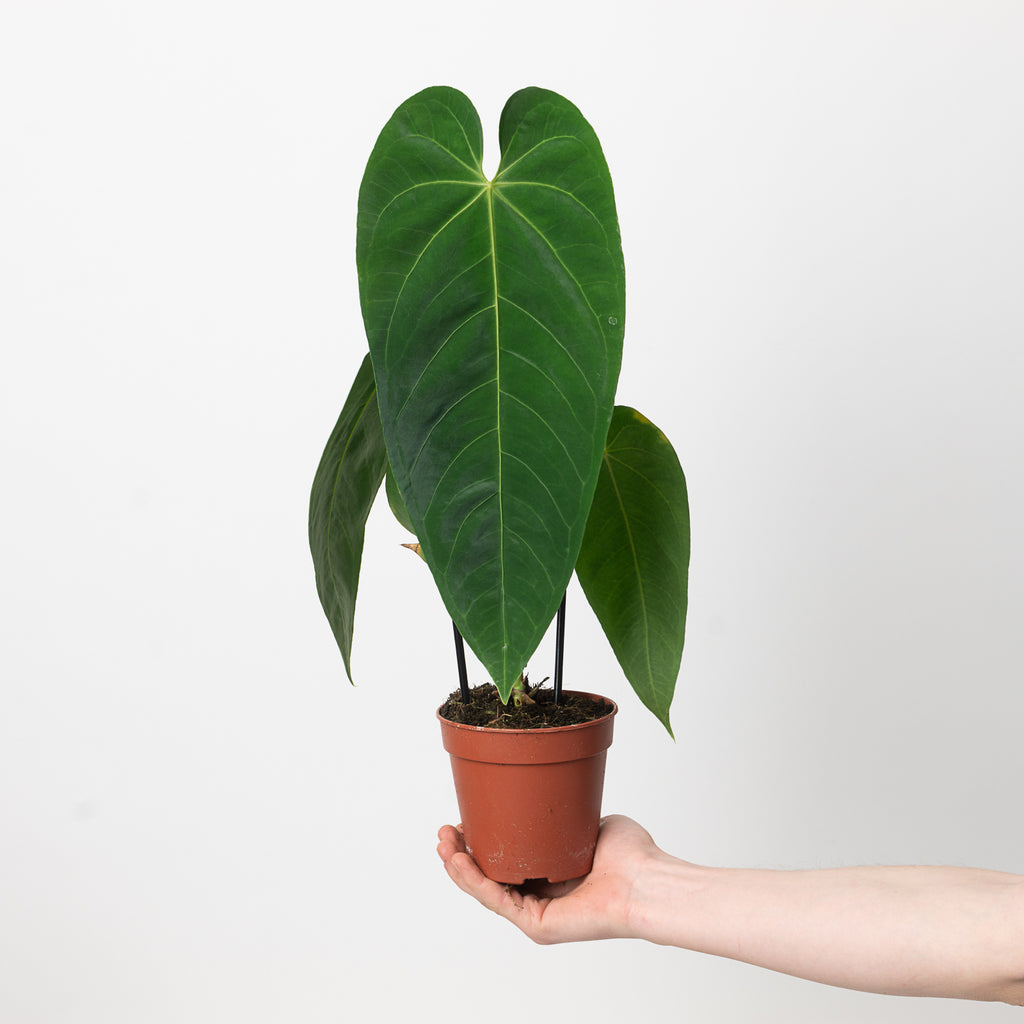 Anthurium queremalense | Plants | GrowTropicals.com