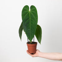 Imperfect Anthurium queremalense