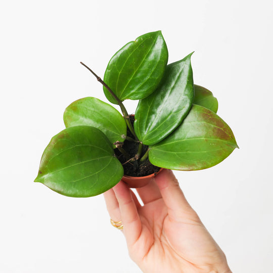 Hoya quinquenervia 6cm Plants GrowTropicals