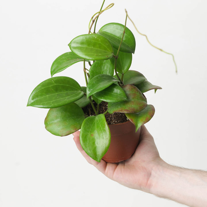 Hoya quinquenervia - GROW TROPICALS