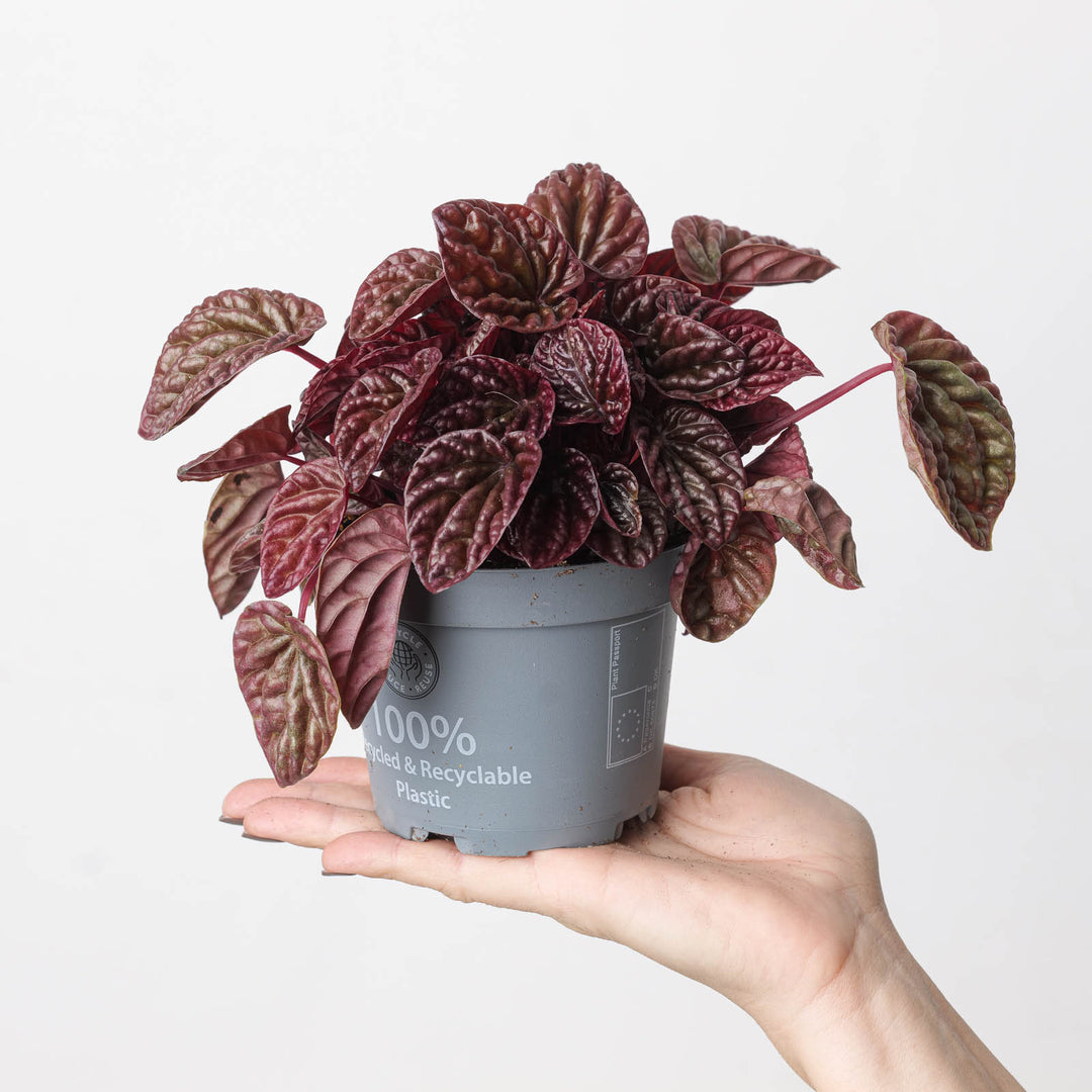 Peperomia caperata 'Quito' - GROW TROPICALS