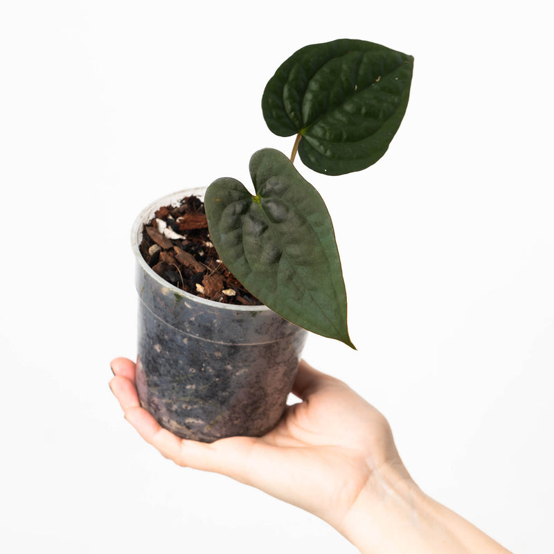 Anthurium papillilaminum RA #5 x luxurians Plants GrowTropicals
