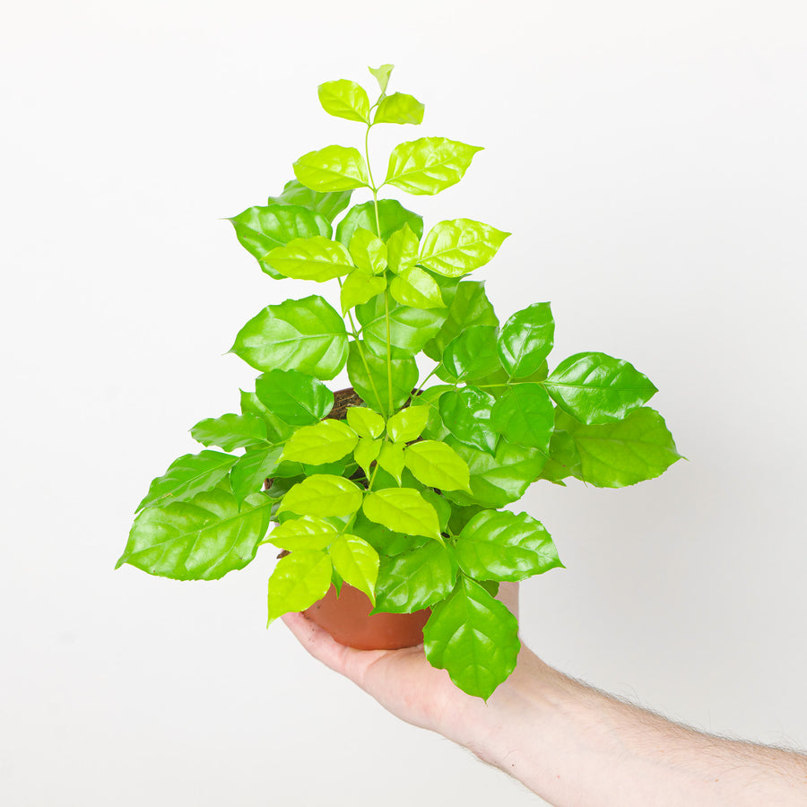 Radermachera Sinica 'Golden' | Golden China Doll Plant Plants GrowTropicals