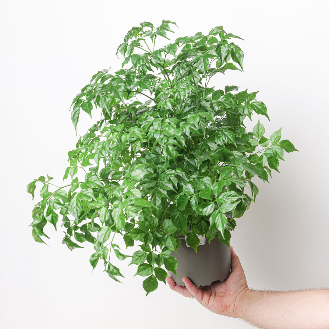 Radermachera Sinica 17cm Plants GrowTropicals