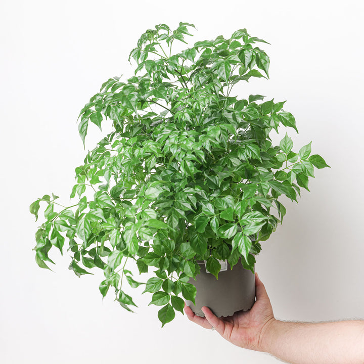 Radermachera Sinica 17cm Plants GrowTropicals