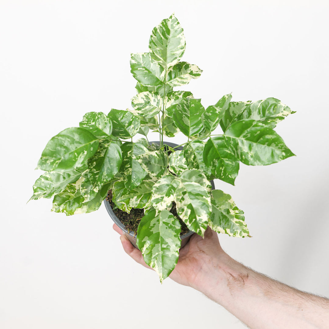 Radermachera sinica 'Variegata'