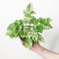 Radermachera sinica 'Variegata'