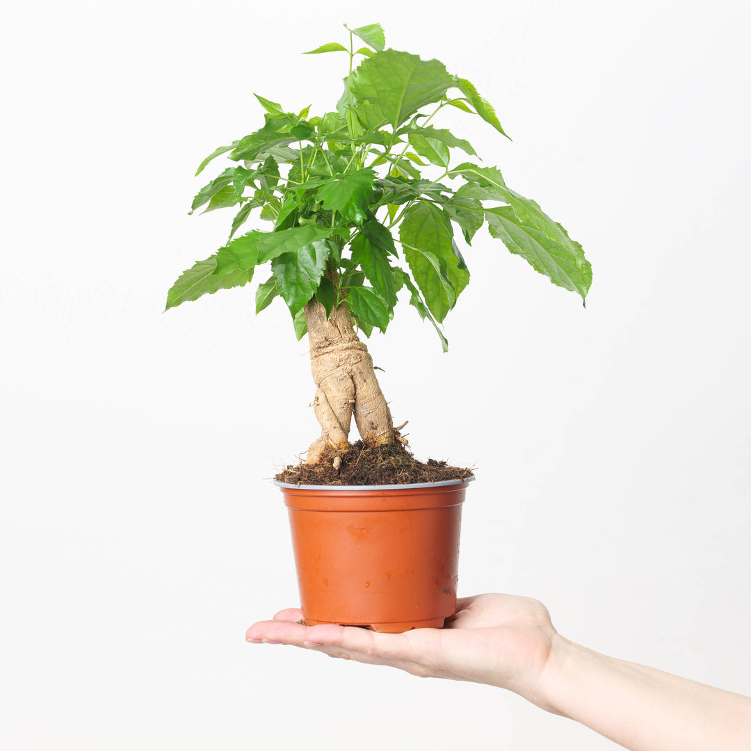 Radermachera sinica Bonsai Plants GrowTropicals
