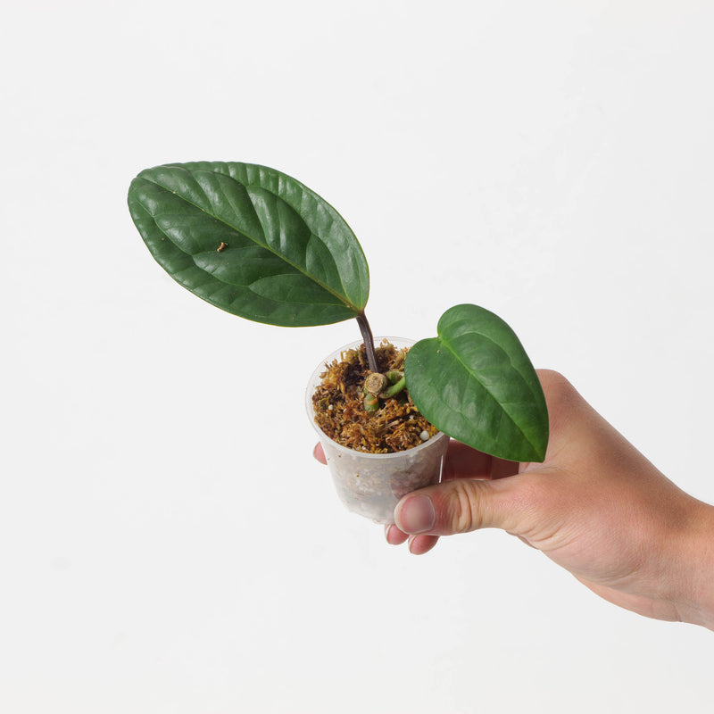 Anthurium radicans (Brazilian Wild Form) — 6cm