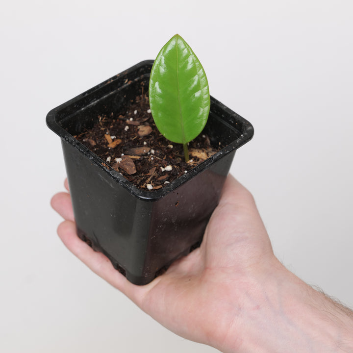Anthurium radicans (Brazilian Wild Form) 9cm Plants GrowTropicals