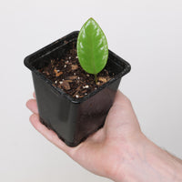 Anthurium radicans (Brazilian Wild Form)