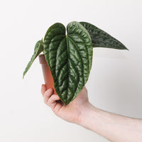 Anthurium radicans x luxurians
