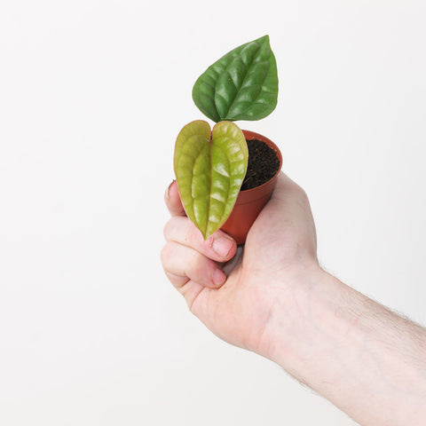 Anthurium radicans x luxurians 6cm Plants GrowTropicals