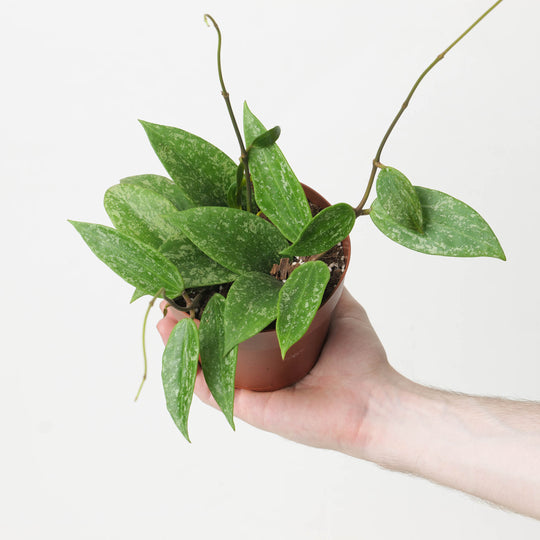 Hoya Rangsan 12cm Plants GrowTropicals