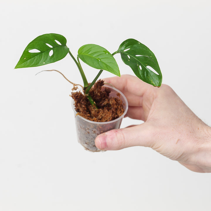 Monstera adansonii var. laniata 'GT1 Clone' 6cm Plants GrowTropicals