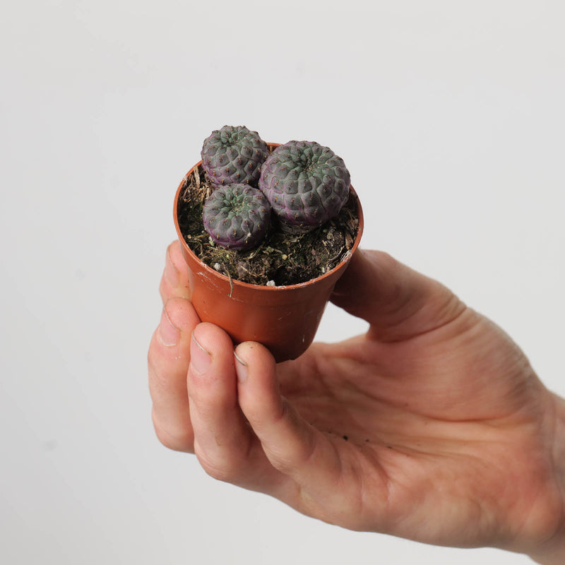 Sulcorebutia rauschii Plants GrowTropicals