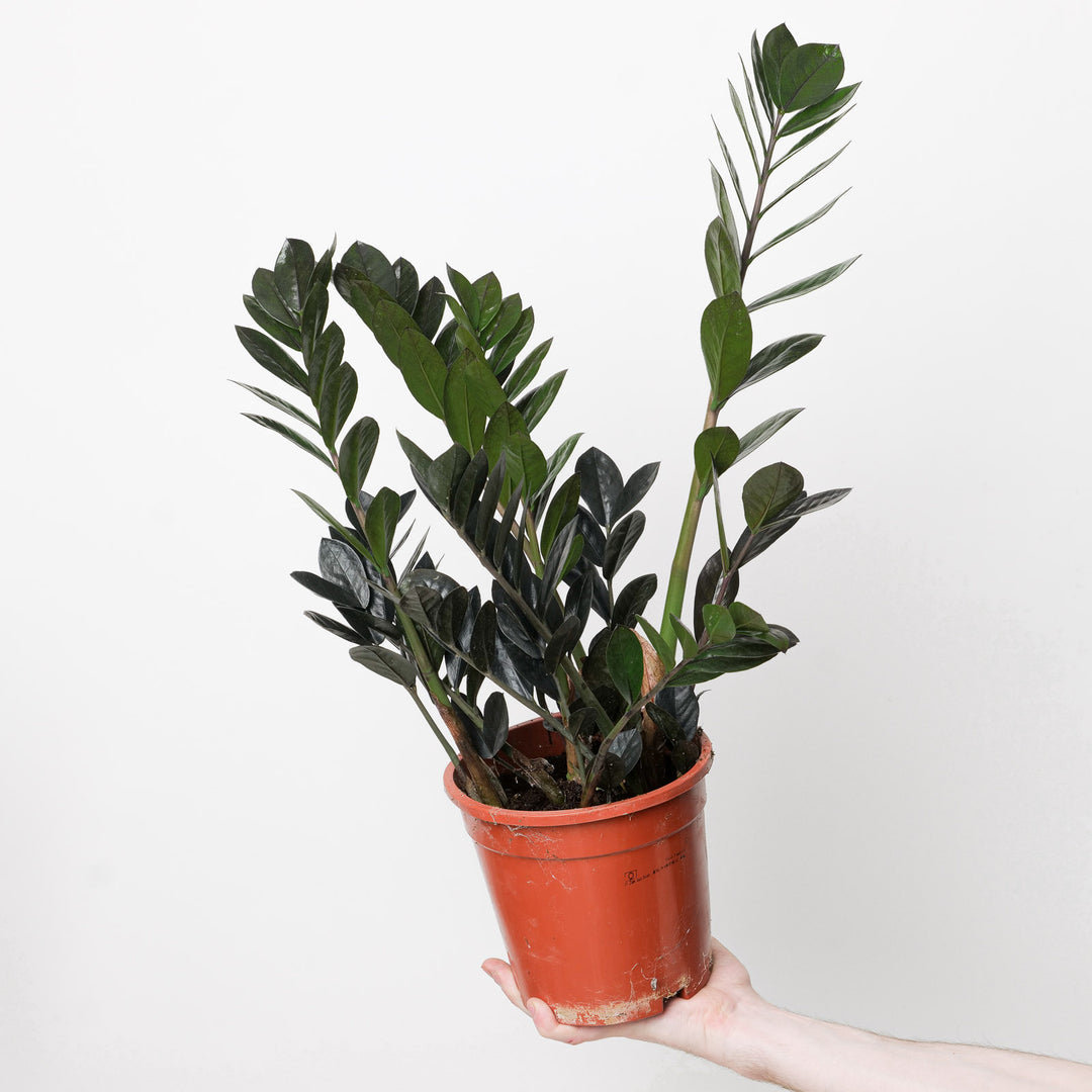 raven zz plant light requirements Zamioculcas zamiifolia 'Raven'