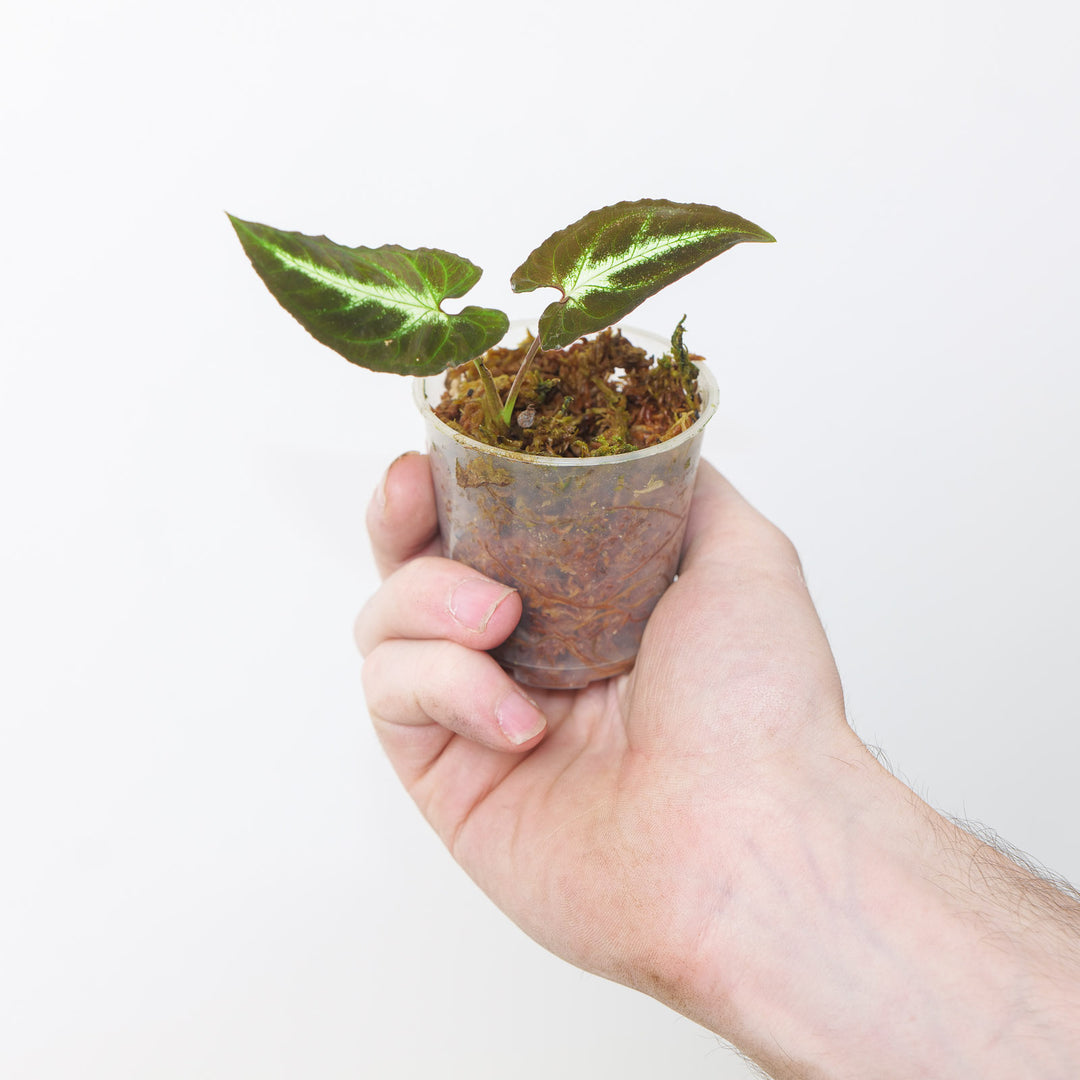 Syngonium rayii 6cm Plants GrowTropicals