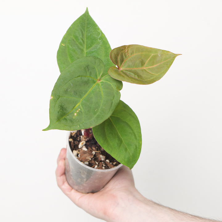 Anthurium Red Spider x Goliath 9cm #24 Plants GrowTropicals