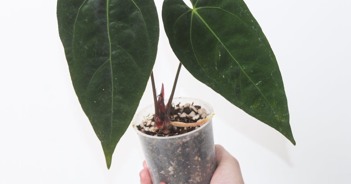anthurium in randalls Anthurium 'Red Crystallinum Indo' × papillilaminum | Plants