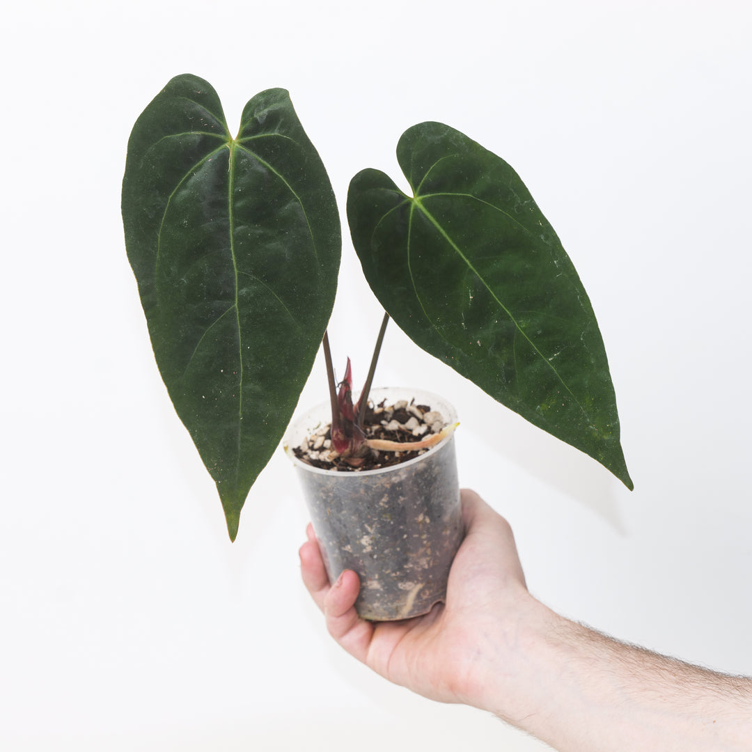 Anthurium ‘Red Crystallinum Indo’ × papillilaminum Plants GrowTropicals