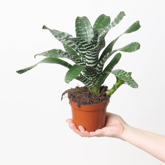 Aechmea Rebecca Plants GrowTropicals
