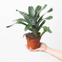 Aechmea Rebecca