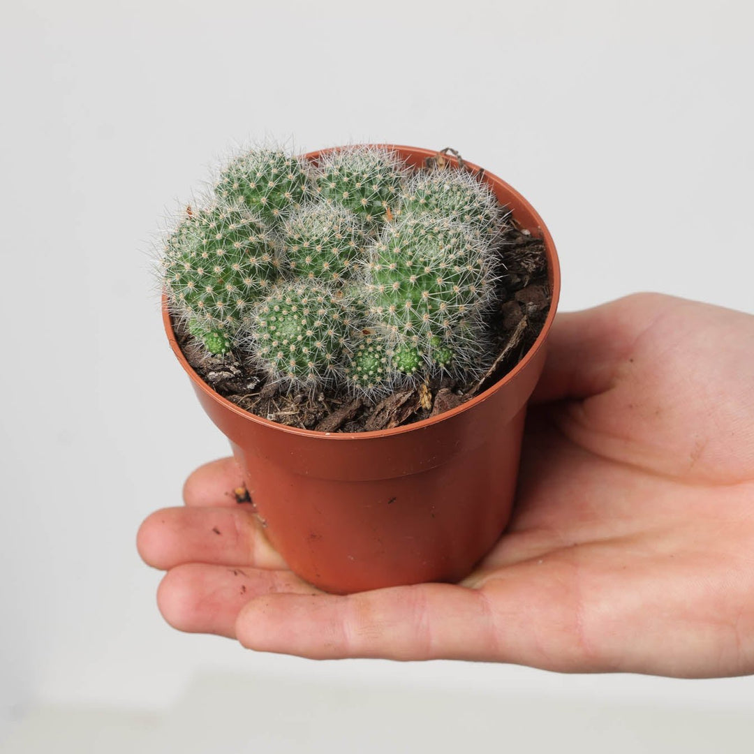 Rebutia marsoneri x senilis - GROW TROPICALS