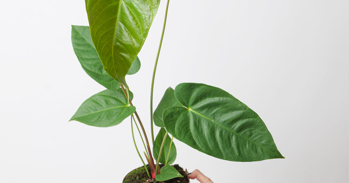 anthurium croatiana Anthurium recavum | Plants