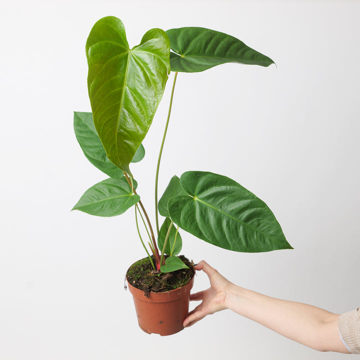 Anthurium recavum 17cm Plants GrowTropicals