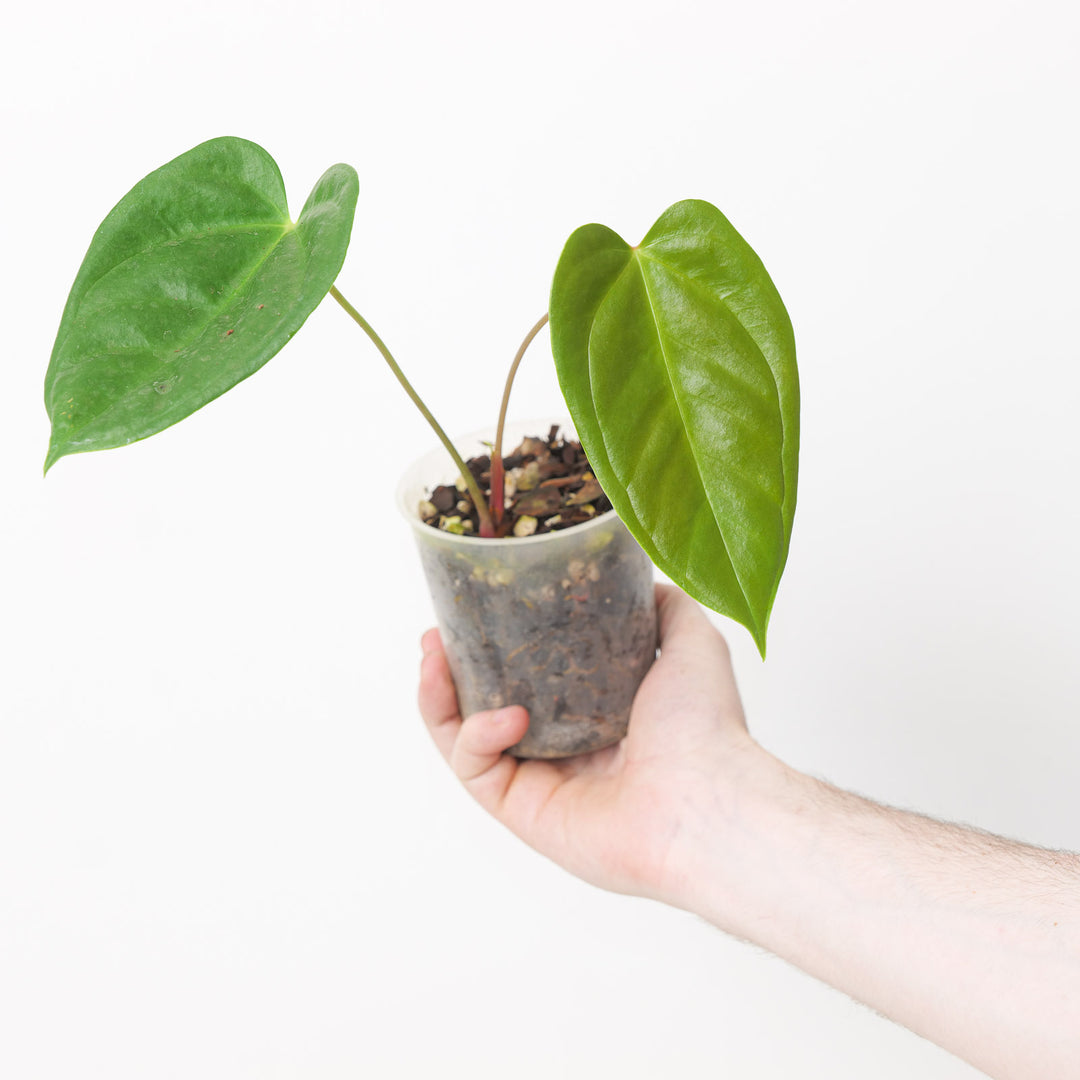 Anthurium recavum 9cm Plants GrowTropicals