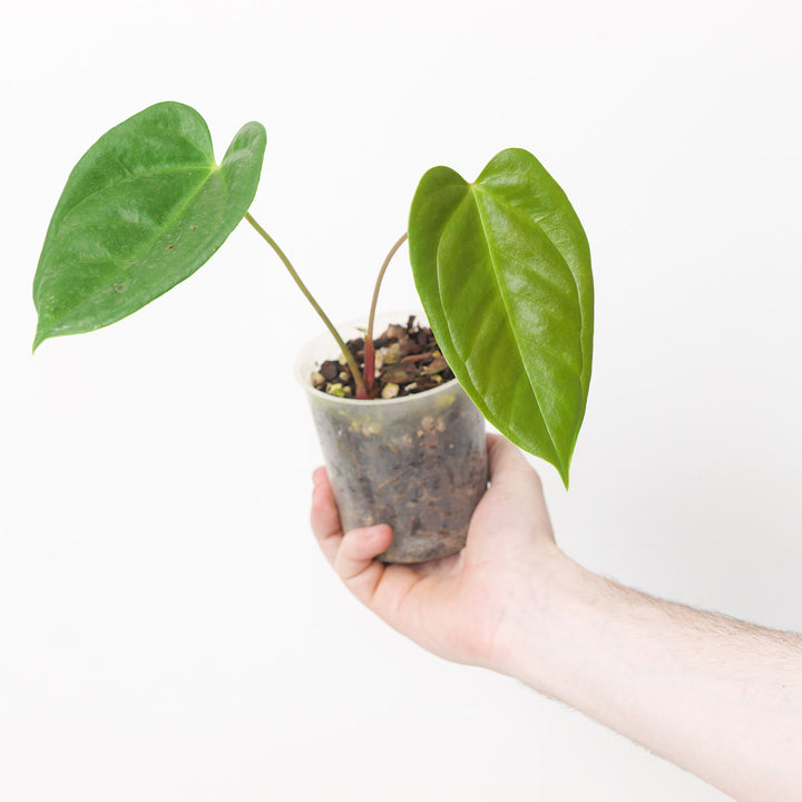 Anthurium recavum 9cm Plants GrowTropicals