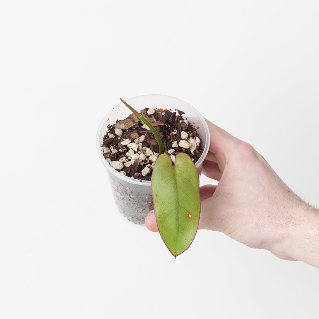 philodendron recurvifolium Philodendron recurvifolium | Plants
