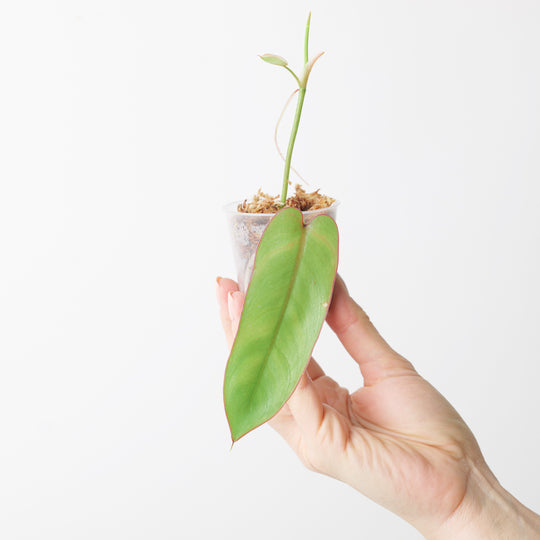 Philodendron recurvifolium 6cm Plants GrowTropicals