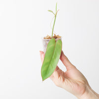 Philodendron recurvifolium
