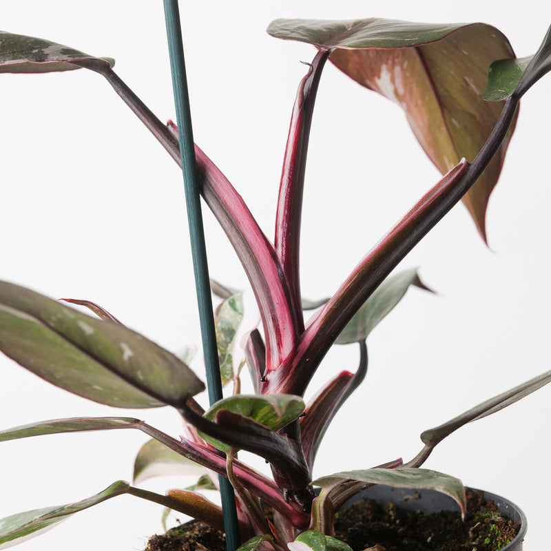 Philodendron Red Anderson Plants GrowTropicals
