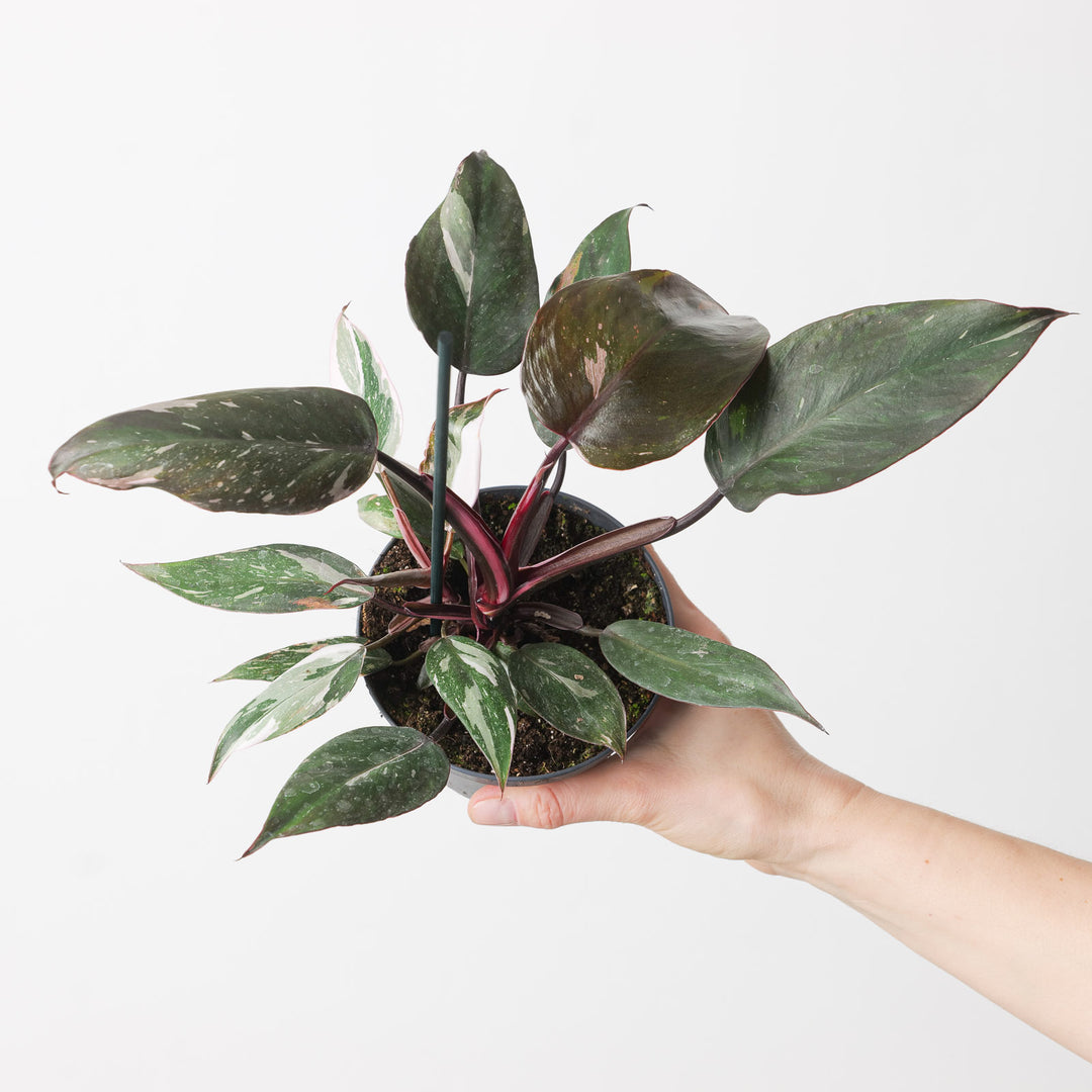 philodendron red petiole Philodendron Red Anderson | Plants