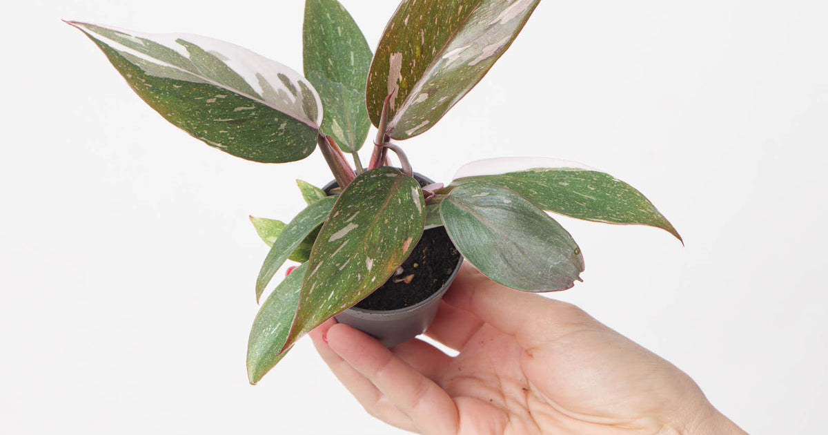 philodendron red baron Philodendron Red Anderson | Plants