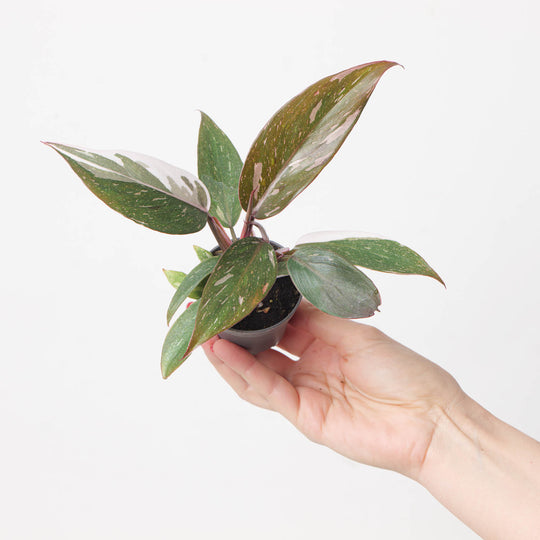 Philodendron Red Anderson 6cm Plants GrowTropicals
