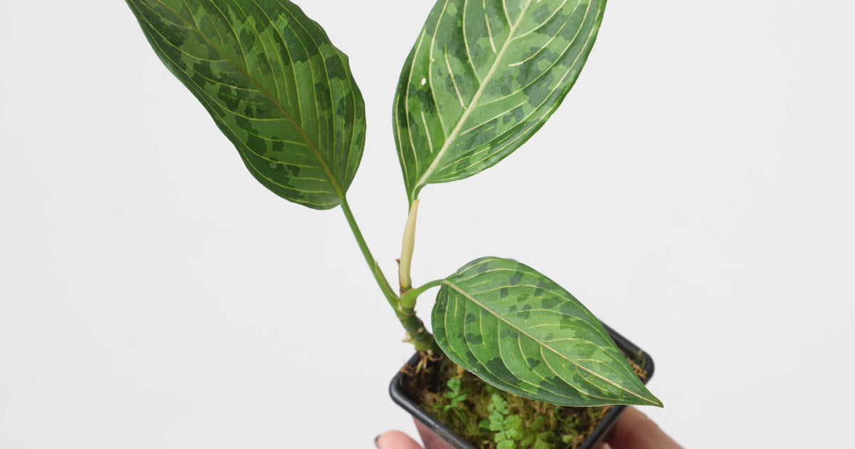 aglaonema army suroso Aglaonema 'Red Army' | Plants