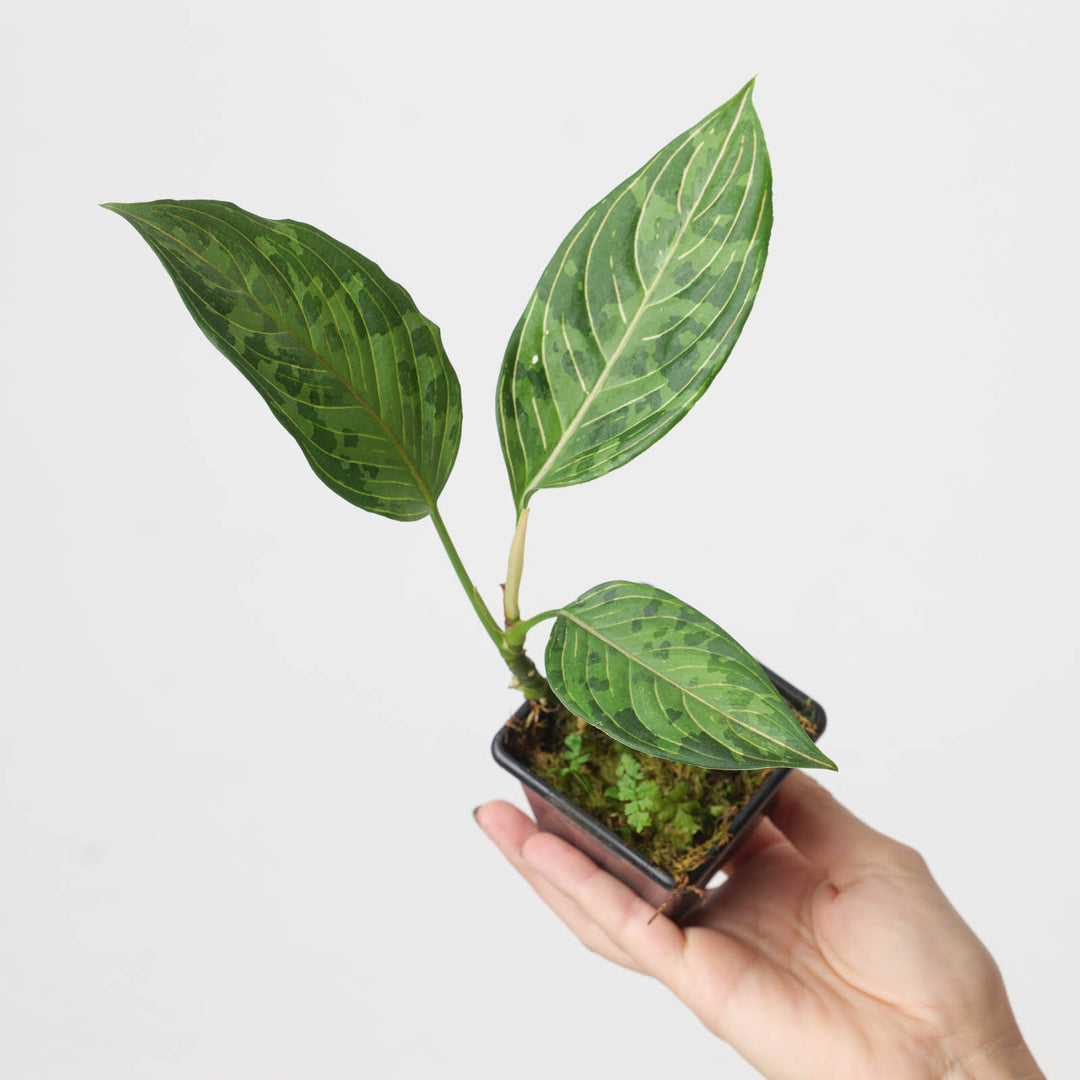 aglaonema rotundum red army Aglaonema 'Red Army'