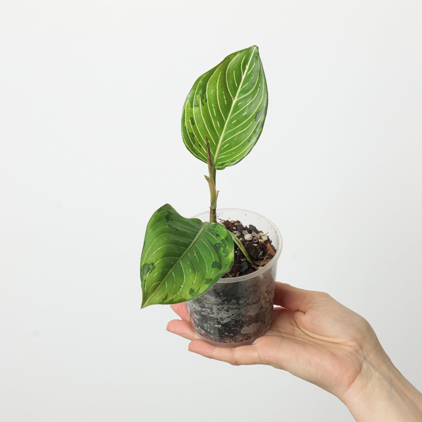 aglaonema green army Aglaonema 'Red Army'