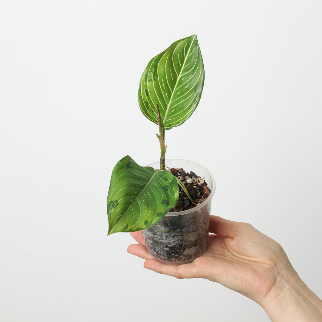 aglaonema red army Aglaonema 'Red Army'