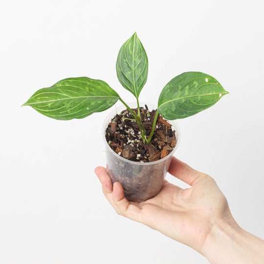 Aglaonema 'Red Army' 12cm Plants GrowTropicals