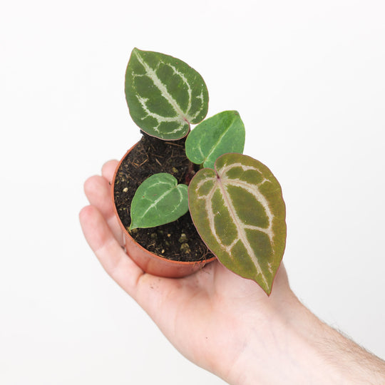 Anthurium Red Crystallinum (NSE x Tezula) Plants GrowTropicals