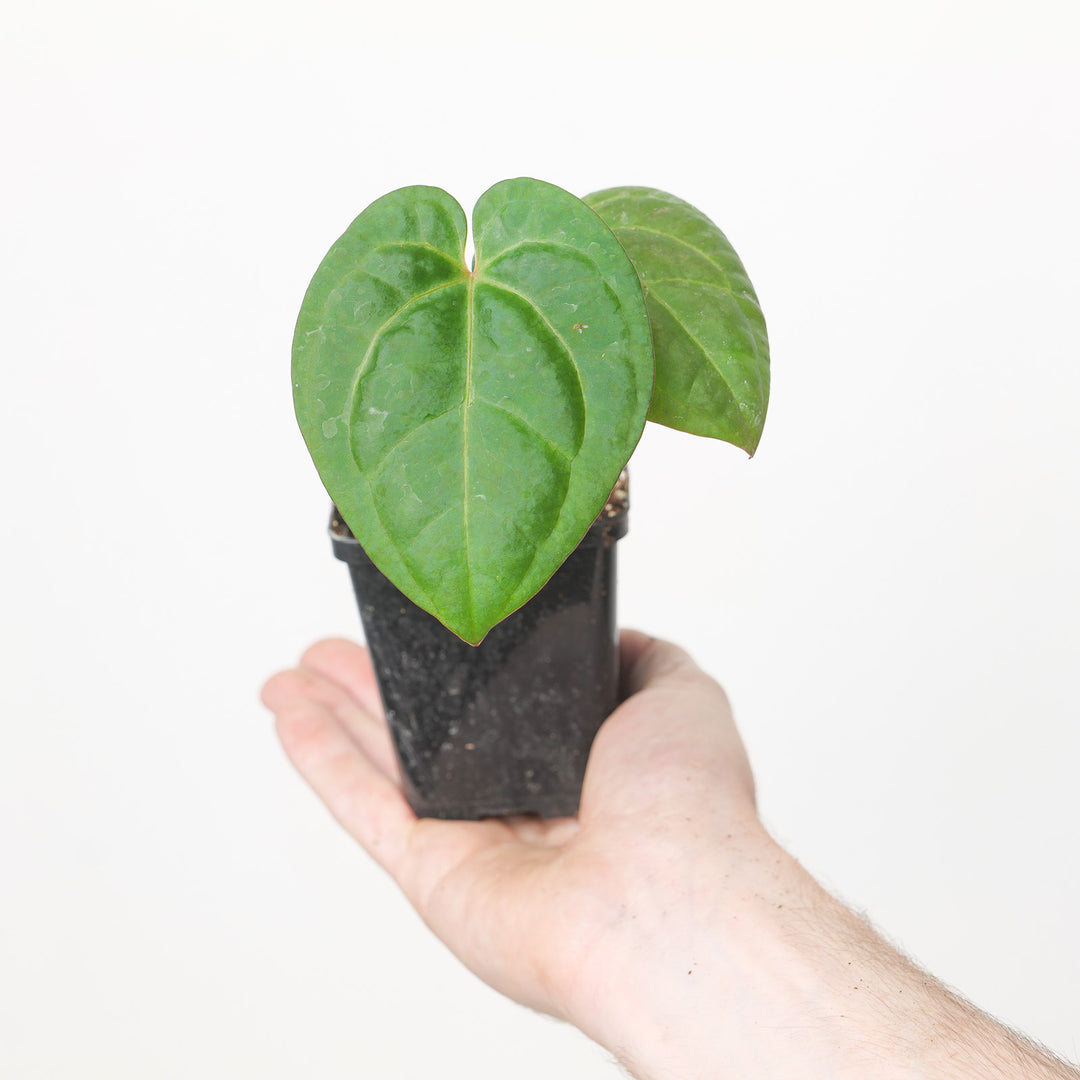 Anthurium Red Crystal x Dark Phoenix