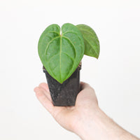 Anthurium Red Crystal x Dark Phoenix