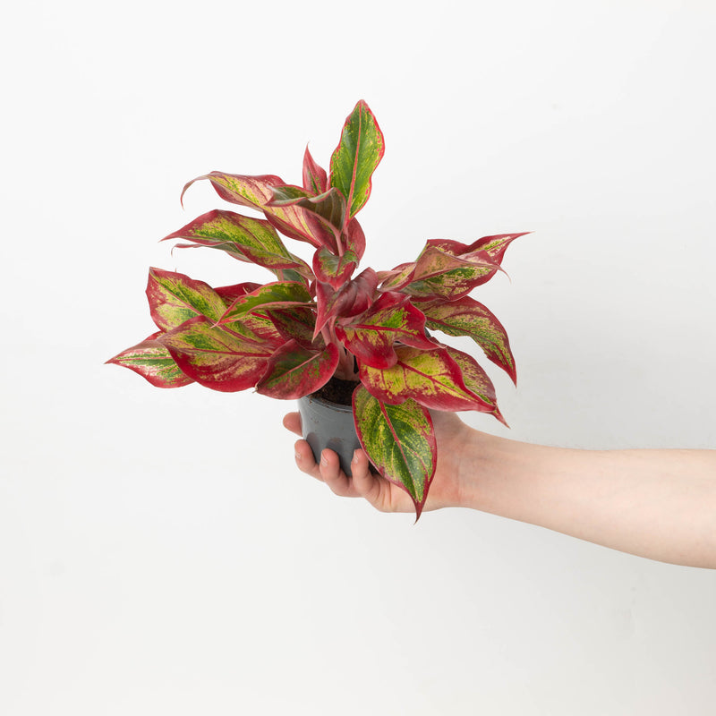 Aglaonema Red Fire Plants GrowTropicals