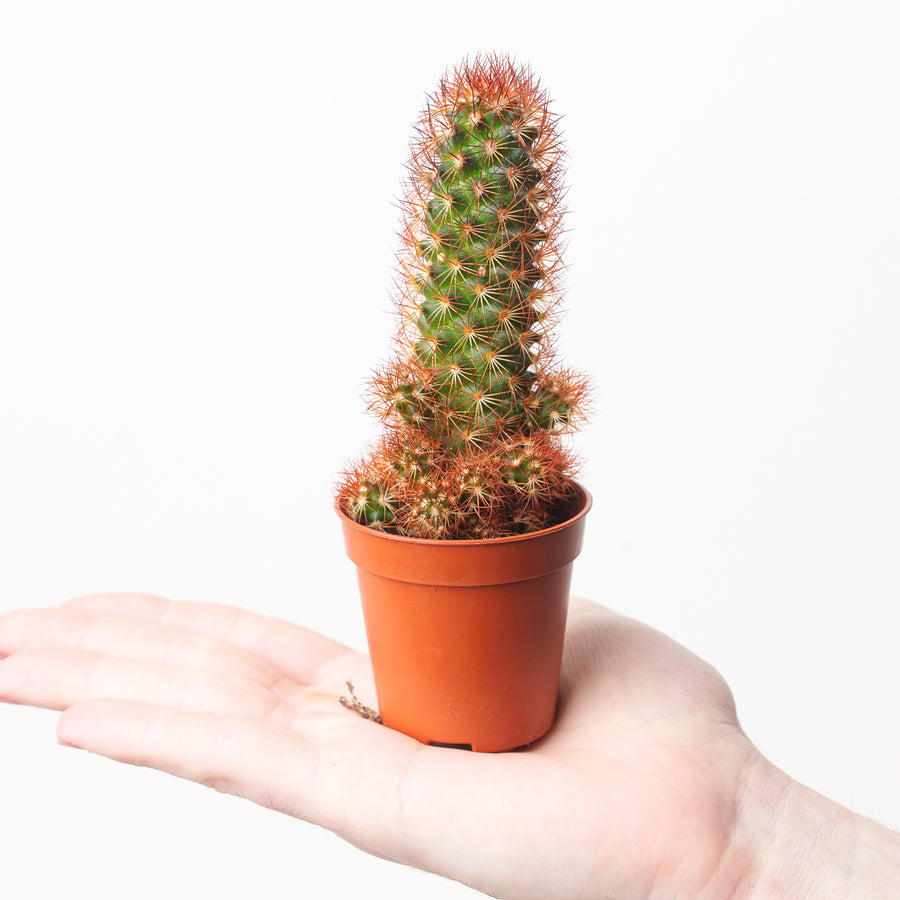 Mammillaria elongata 'Red Form' - GROW TROPICALS