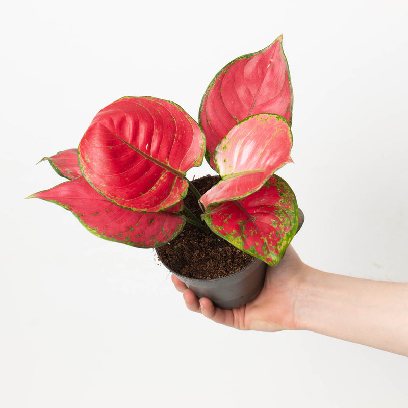 Aglaonema 'Red Joy' Plants GrowTropicals